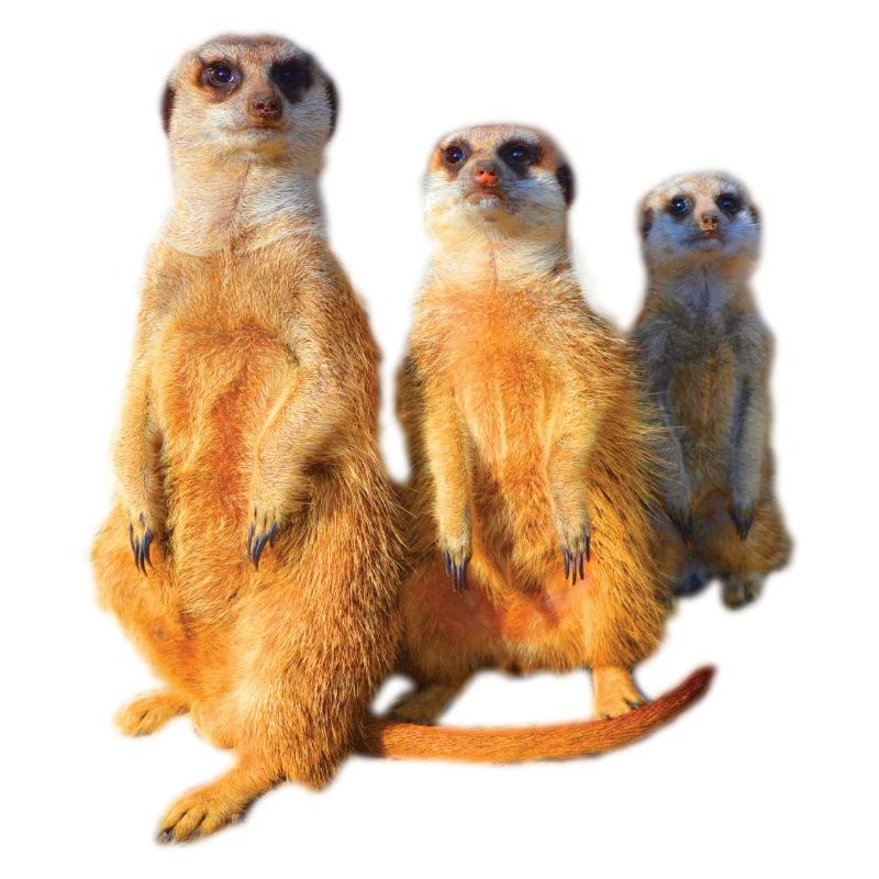 cool mignon mignon mignonne famille de suricates mignon