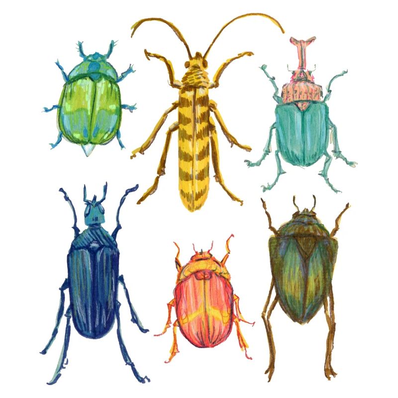 Bunte Kaefer Sammlung