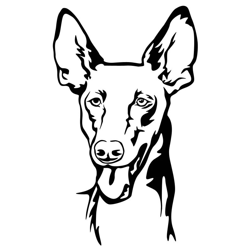 Pharaohund (Kelb-tal Fenek) Kopf