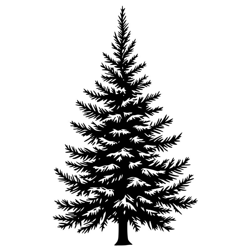 Tree Spruce Fir Conifer Vector