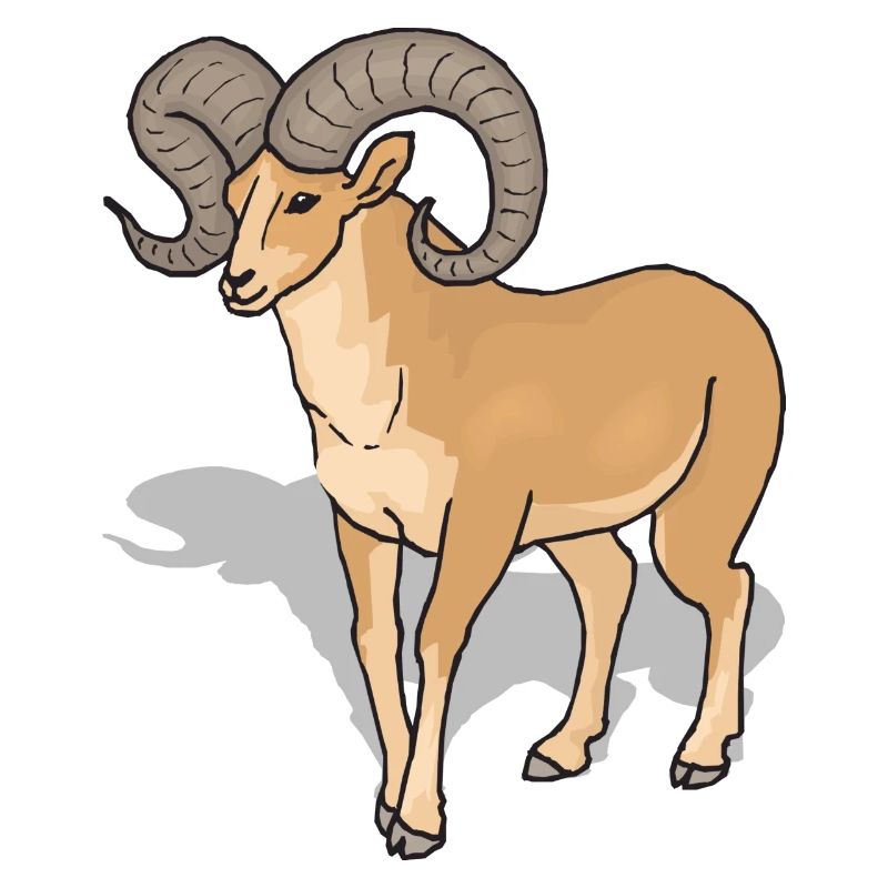 sheep162