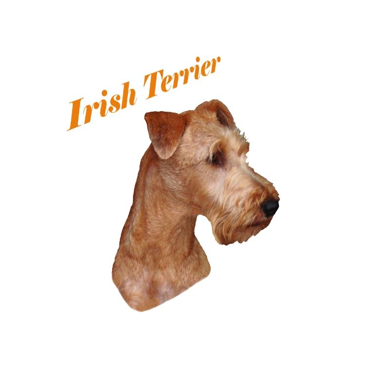 Irish Terrier