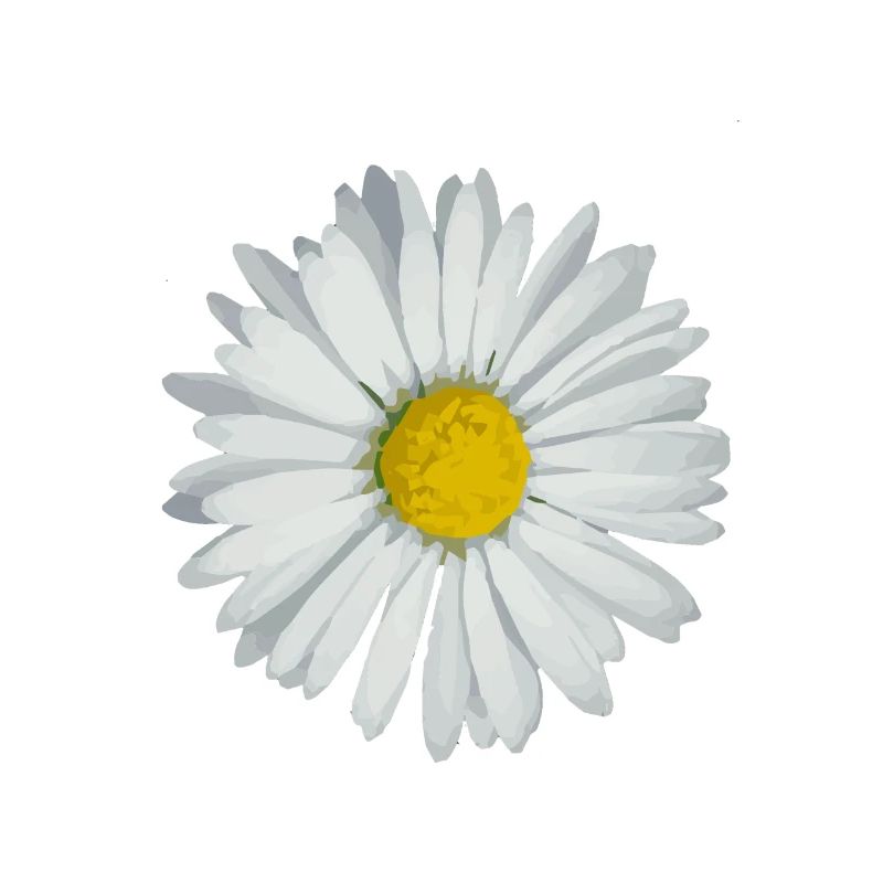 Gänseblümchen