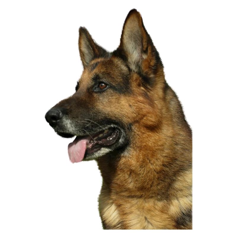 Portrait Deutscher Schäferhund