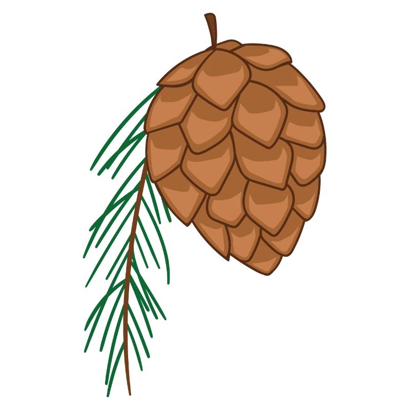 fir cone