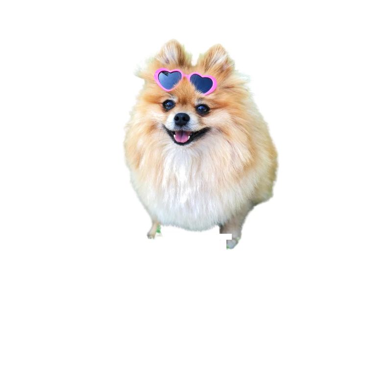 Lustiger Zwerg Spitz Hund Geschenke Süßer kleiner