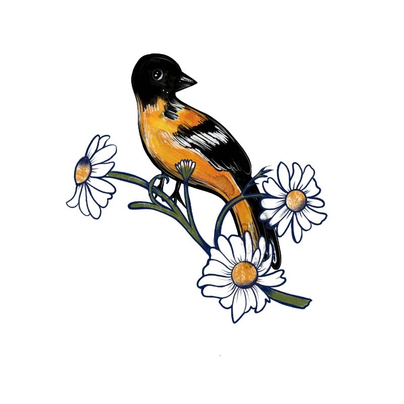 Baltimore Oriole