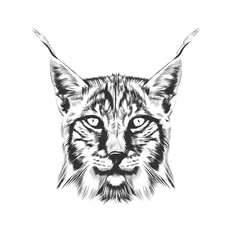 Luchs