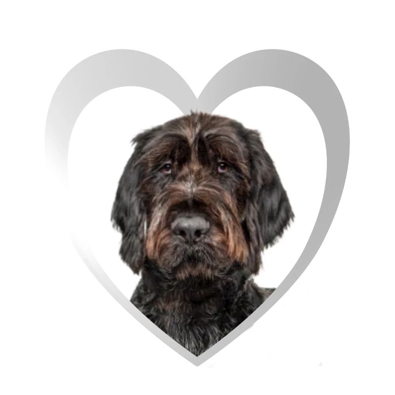 Deutsch Drahthaar Herz - I Love Deutsch Drahthaar