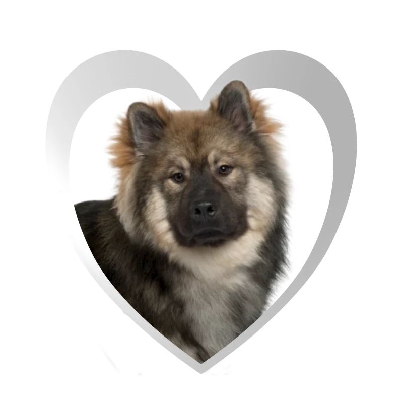 Eurasier Herz - J’aime Eurasier