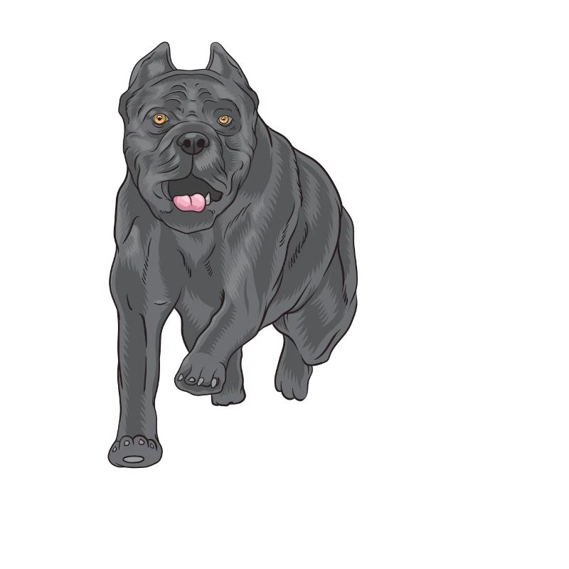 Cane corso