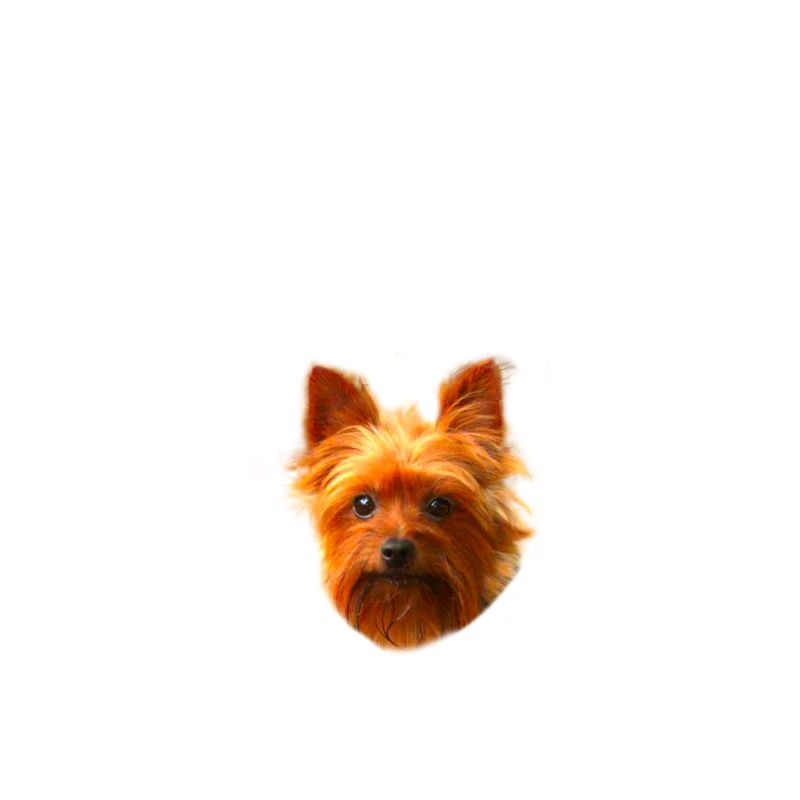 Endlich stolzer Papa - Yorkshire Terrier