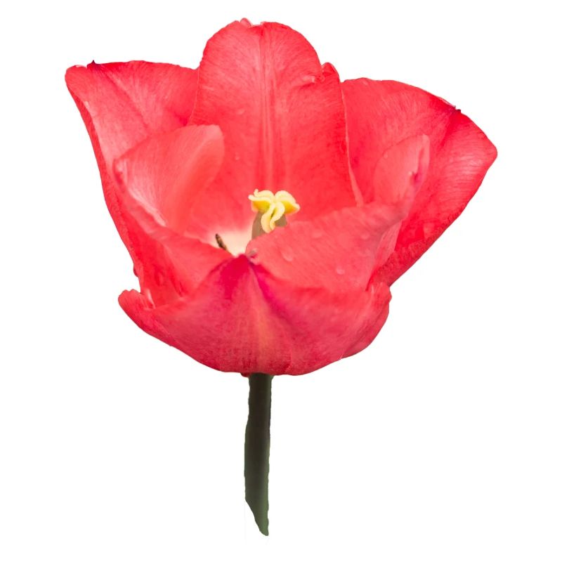 Rote Tulpenblüte