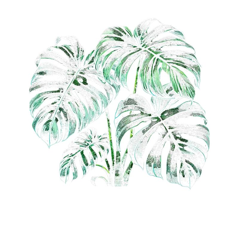Variegated Monstera