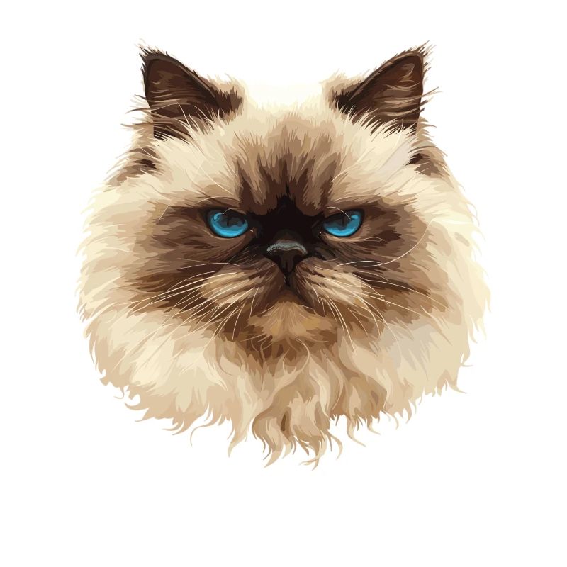 Himalayan Cat Colourpoint Katze