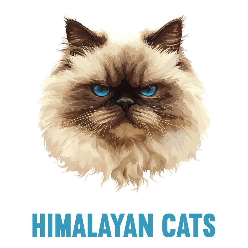 Himalayan Cat Colourpoint Katze