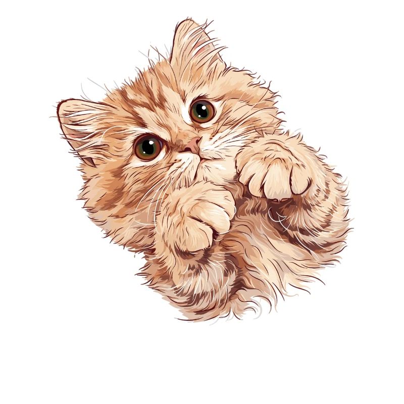Ragamuffin Kätzchen Ragamuffin Katze
