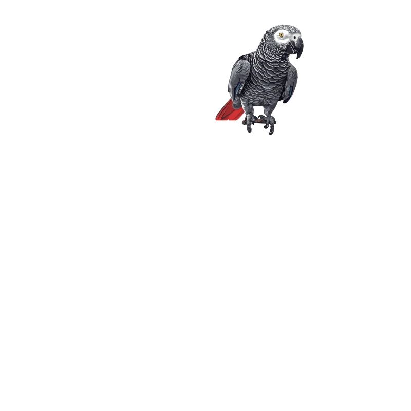 Graupapageien Graupapagei