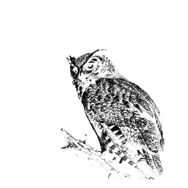 Owl On Tree Branch Black White Nocturnal Predator