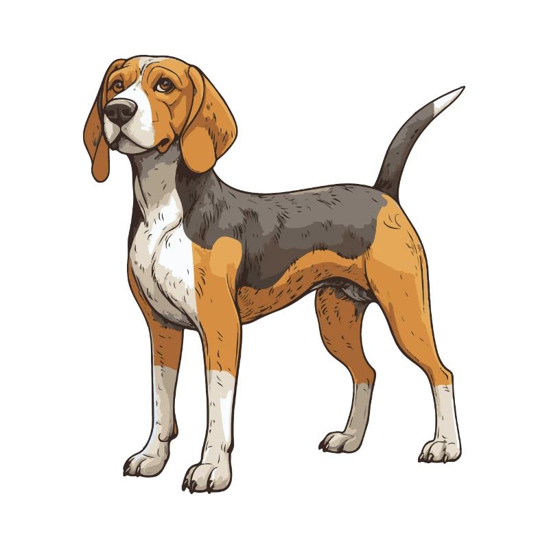 Beagle Hund