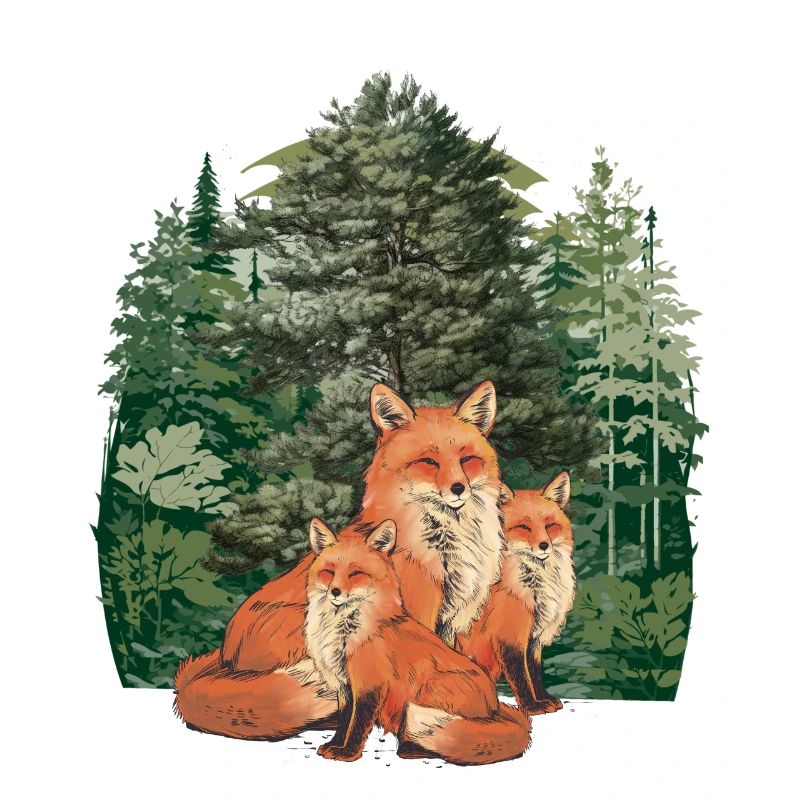 Forest Forest Animals Forest Dwellers Fox Foxes Nature