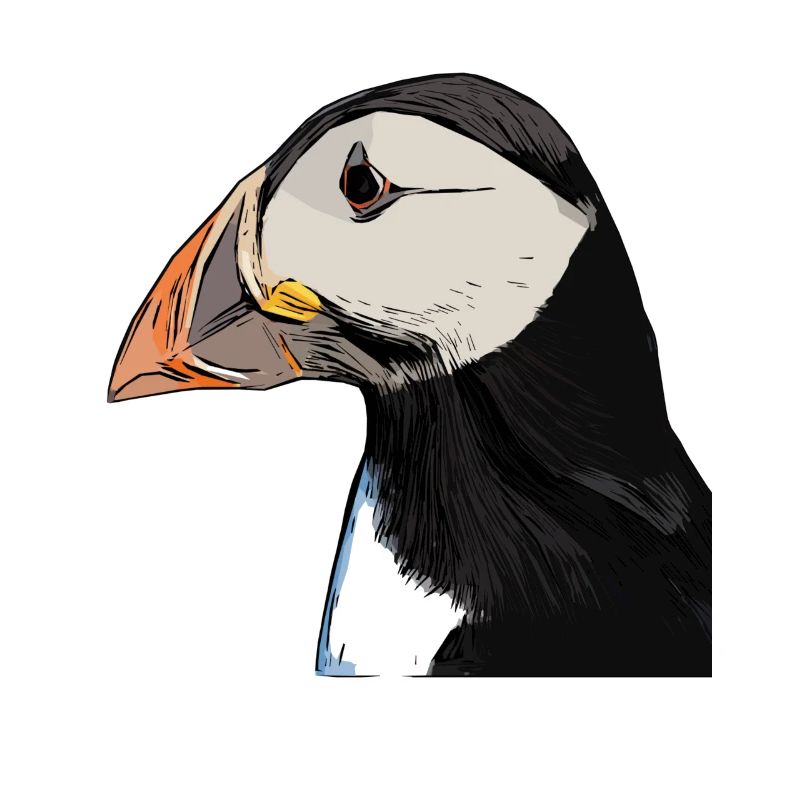 Papageientaucher - Lunde - Puffin