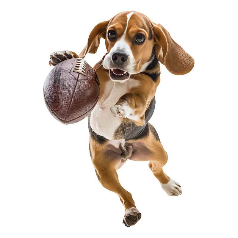 Beagle