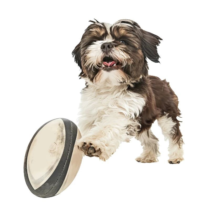 Shih Tzu