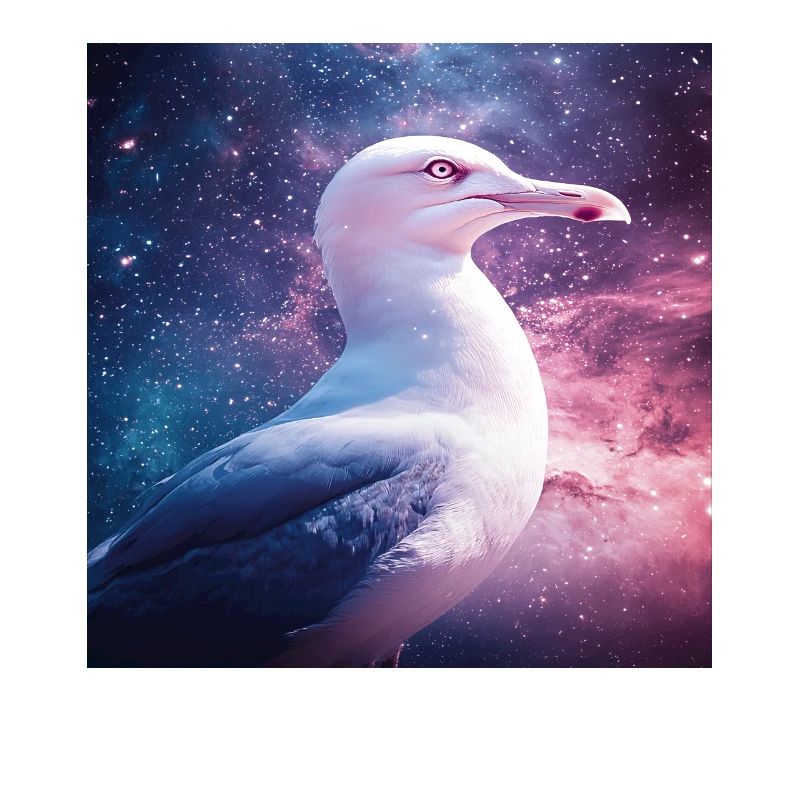 Möwe