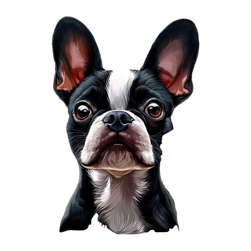 Boston Terrier