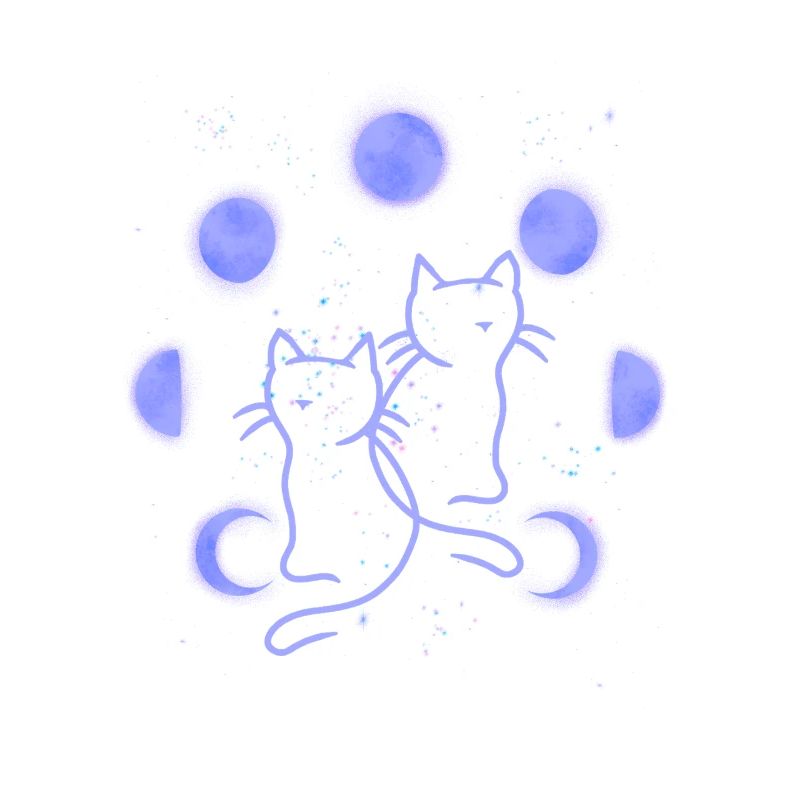 Chat Chats Phase de Lune Phases de Lune Univers