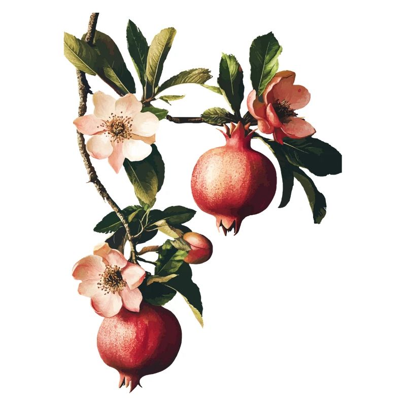 Granatapfel