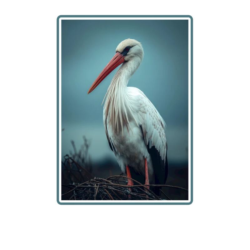 Storks Stork
