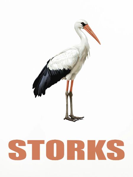 Störche Storch