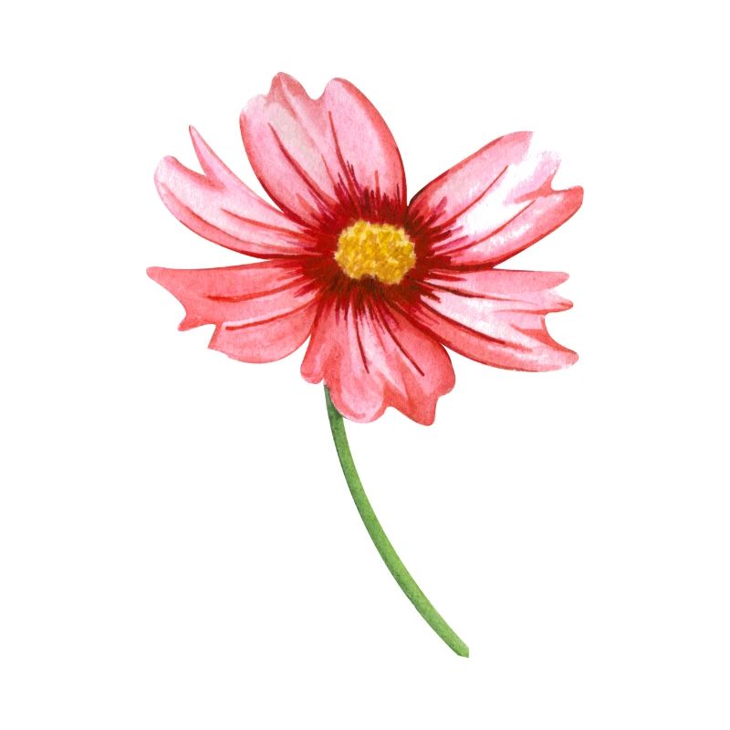 Blume