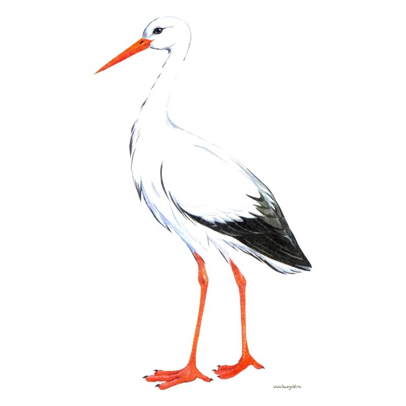 Storch