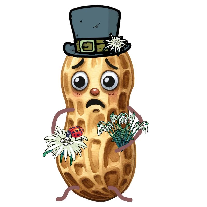 Peanuts Peanut Spring Switzerland Tyrol Nut