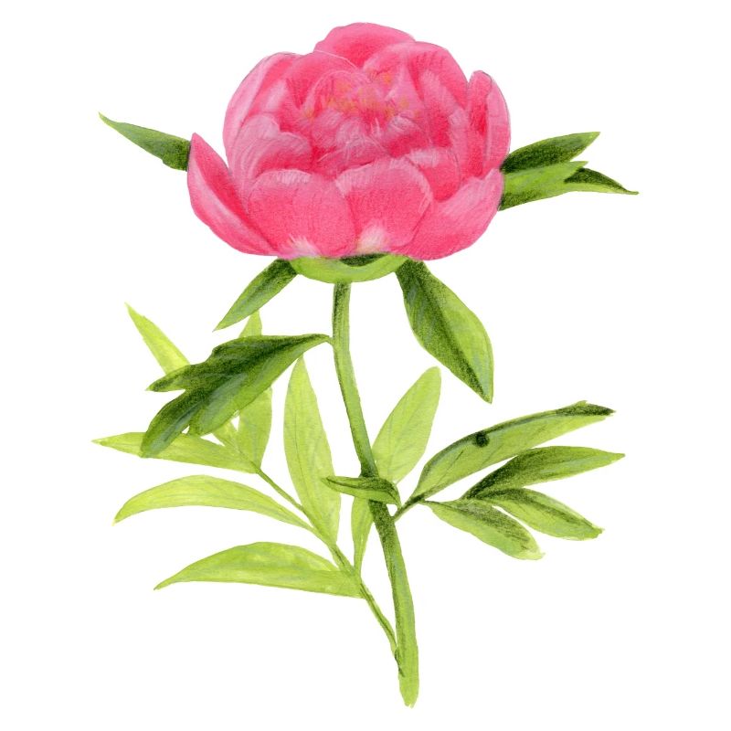 Pfingstrose