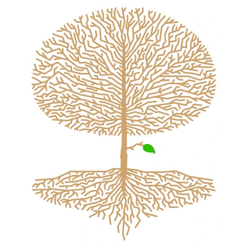 Deciduous Tree Crown Forest Oak Beech Nature Branch Hope