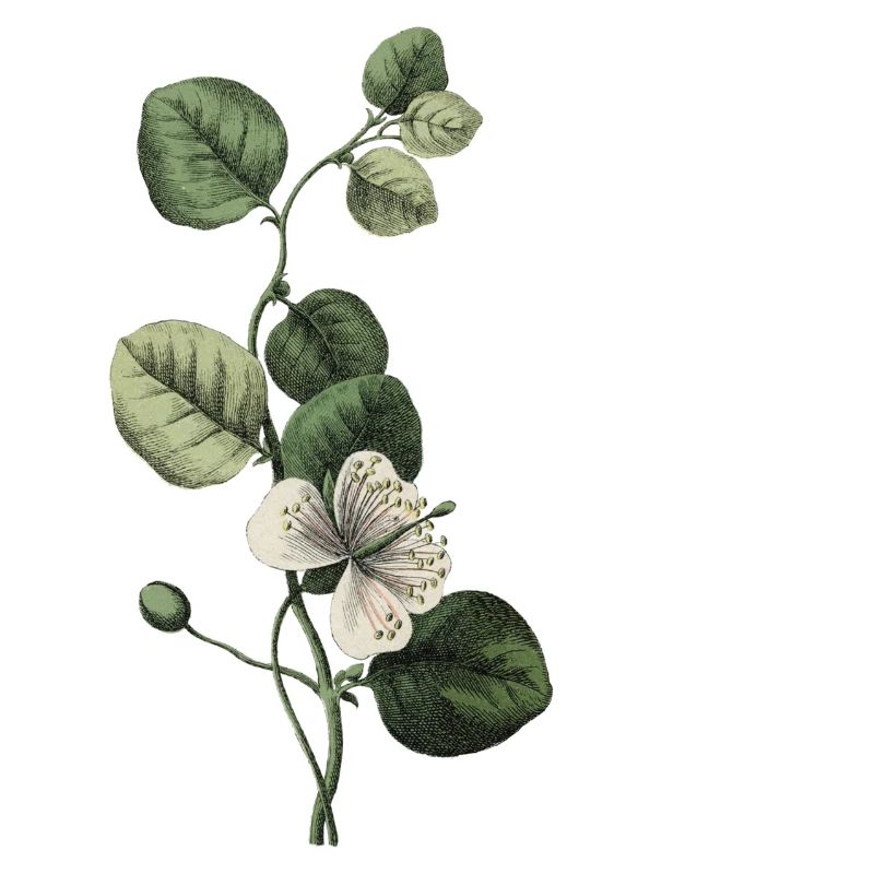 Green Botanical Letter E