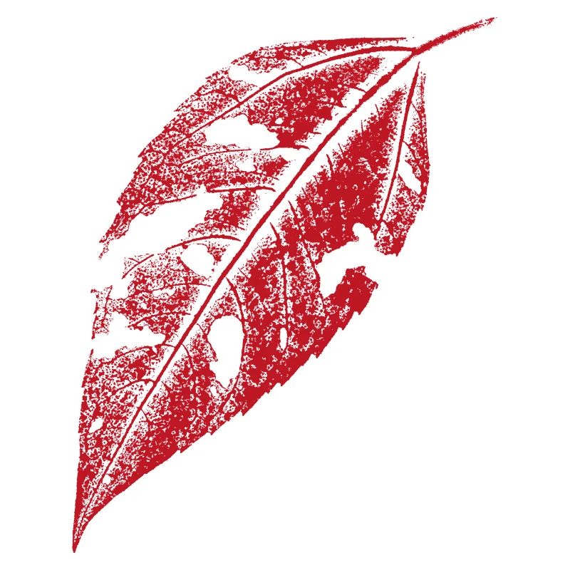 Blatt Topinambur - Rot
