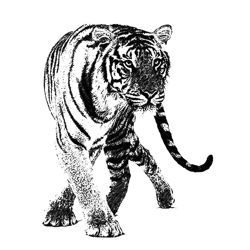 tiger