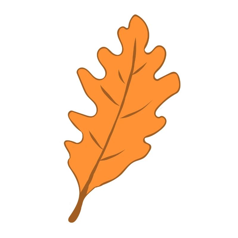 Eiche - Blatt - Herbst