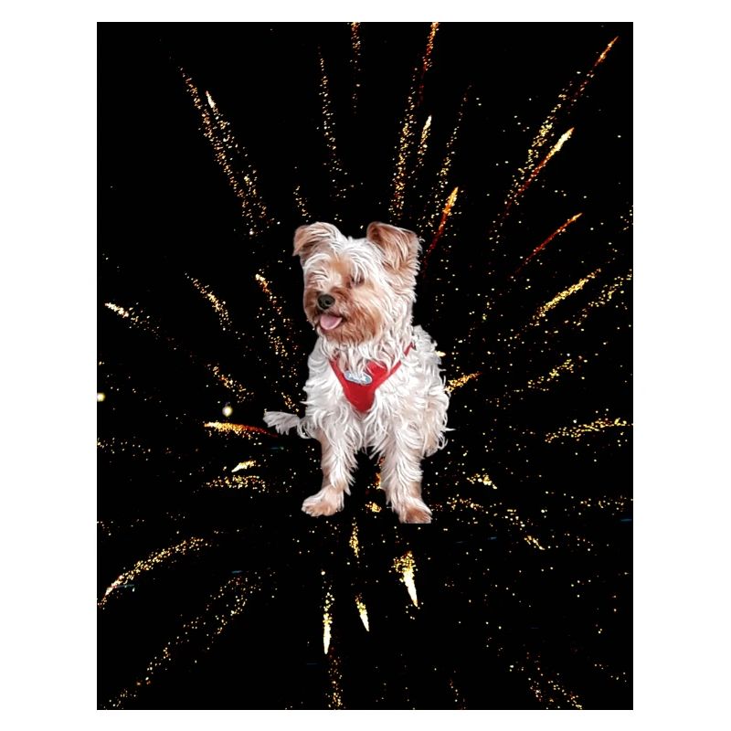 Yorkshire Terrier
