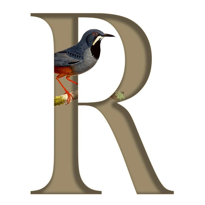 Initial letter R, Red-legged thrush bird