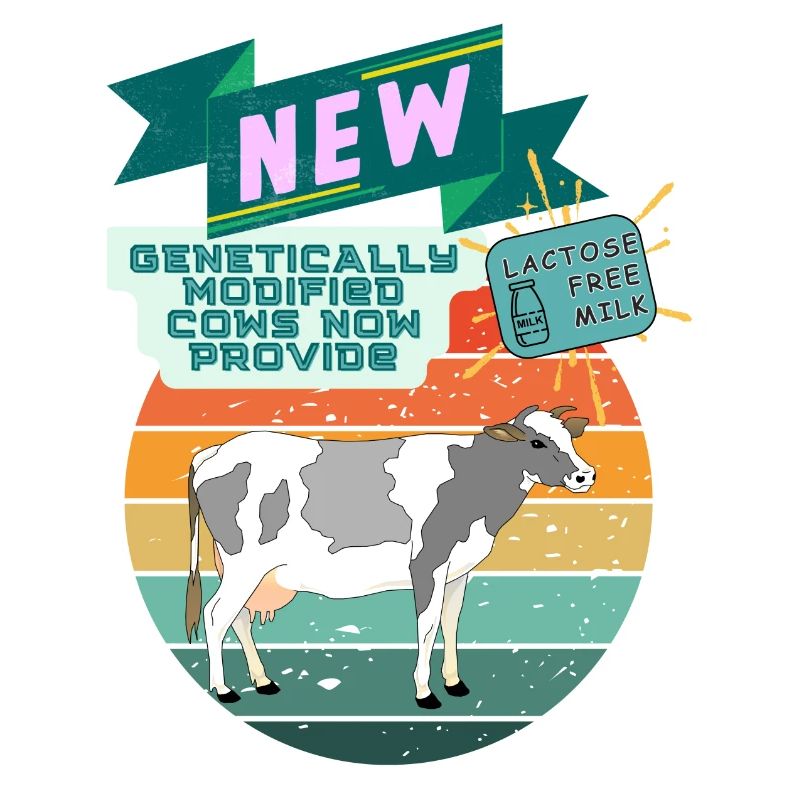 genetically modified cows