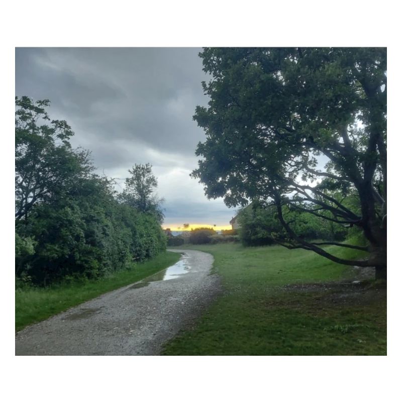 Waldblick