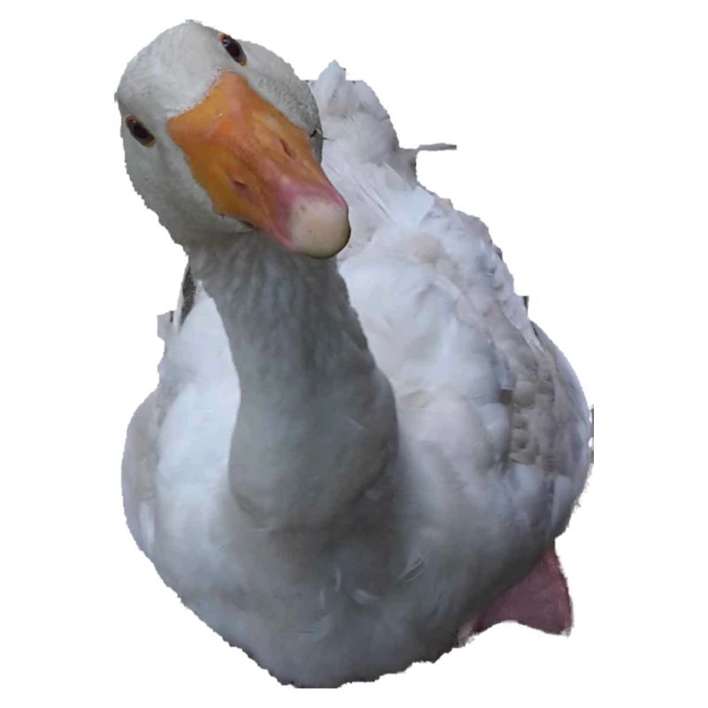 Gans