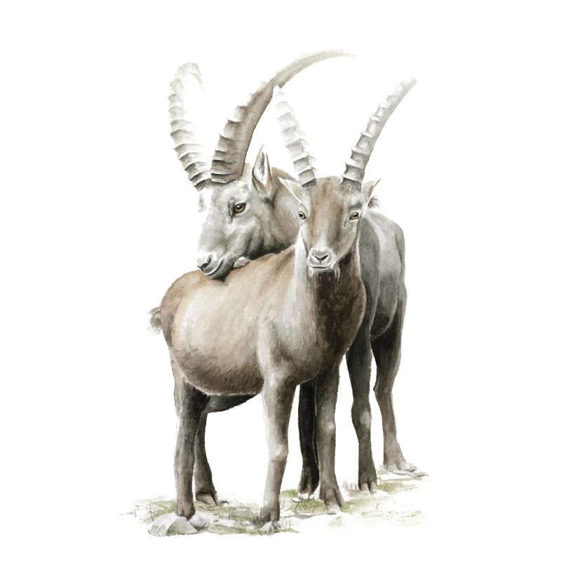 Steinbock