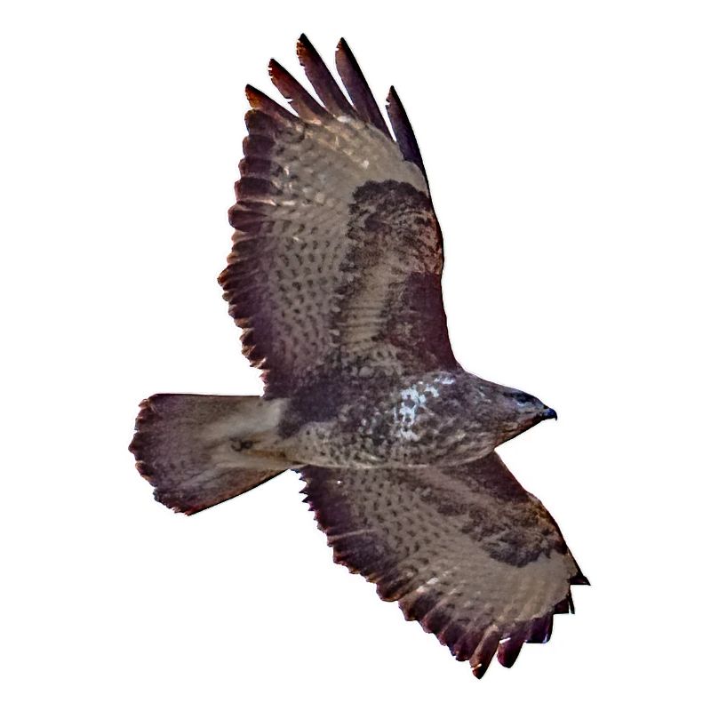 Buzzard in flight